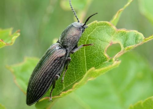 Selatosomus latus